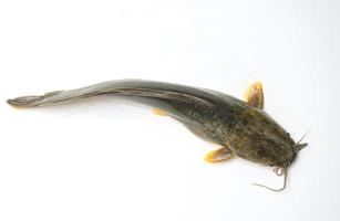 catfish on white background, fresh raw catfish freshwater fish, catfish for cooking food fish photo