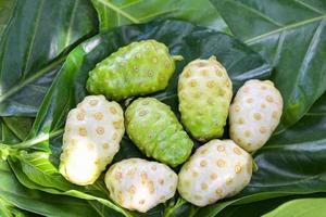 Noni fruit herbal medicines, fresh noni from tree - Other names Great morinda , Beach mulberry or Morinda Citrifolia photo