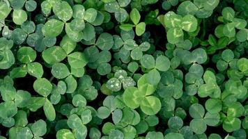 Close-up of green clover leaves with water drops from rain or morning dew. Abstract natural soft background with copy space, top view. photo