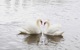un par de cisnes blancos nadan en el agua. un símbolo de amor y fidelidad son dos cisnes que forman un corazón. paisaje mágico con aves silvestres - cygnus olor. imagen tonificada, banner, espacio de copia.