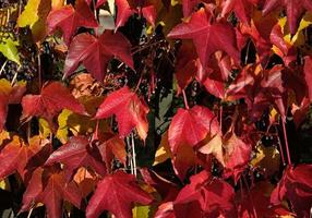 Climbing ornamental plant with bright red leaves of maiden grapes on wall in fall. Bright colors of autumn. Parthenocissus tricuspidata or Boston ivy changing color in Autumn. Nature pattern photo