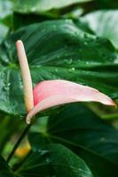 flores de anthurium y gotas de rocío matutino hojas verdes foto