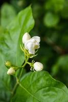 Jasmine flowers, white flowers, native plants of Thailand. photo