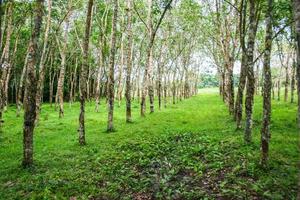 rubber plantation in rural southern Thailand photo