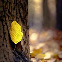 One yellow leaf lies alone on a tree trunk photo