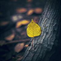 One yellow leaf lies alone on a tree trunk photo