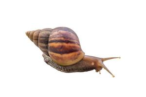 big helix snail isolated on white background photo