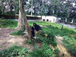 Black bear kid in safari park. Wildlife scene from safari park at Bangladesh. photo