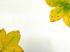 las hojas de otoño se colocan sobre un fondo blanco con parte del diseño de la hoja y el espacio de copia. foto