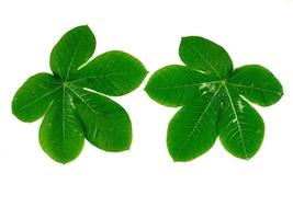 Tropical leaves are green in isolation on a white background. photo