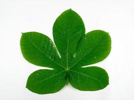 Tropical leaves are green in isolation on a white background. photo