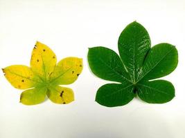 Tropical leaves are green and yellow in isolation on a white background. photo