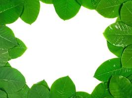 Green tropical leaves are placed on a white background with part of the leaf layout and copy space in the center. photo