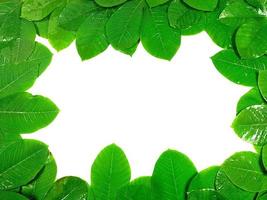 Green tropical leaves are placed on a white background with part of the leaf layout and copy space in the center. photo