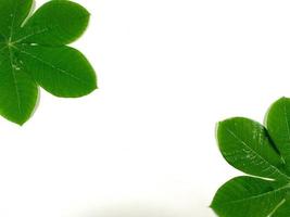 Green tropical leaves are placed on a white background with part of the leaf layout and copy space. photo