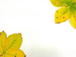 Autumn leaves are placed on a white background with part of the leaf layout and copy space. photo