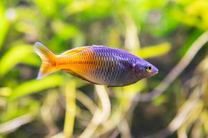 Fish in the water. Aquatic creature. Water world. Sea, ocean, lake and river fauna. Zoo and zoology. photo