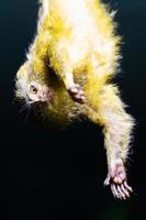 Western pygmy marmoset monkey. Mammal and mammals. Land world and fauna. Wildlife and zoology photo