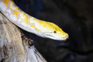 serpiente pitón birmana. reptiles y reptiles. anfibios y anfibios. fauna tropical. fauna y zoología.