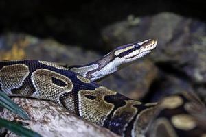 Ball python snake. Reptile and reptiles. Amphibian and Amphibians. Tropical fauna. Wildlife and zoology. photo