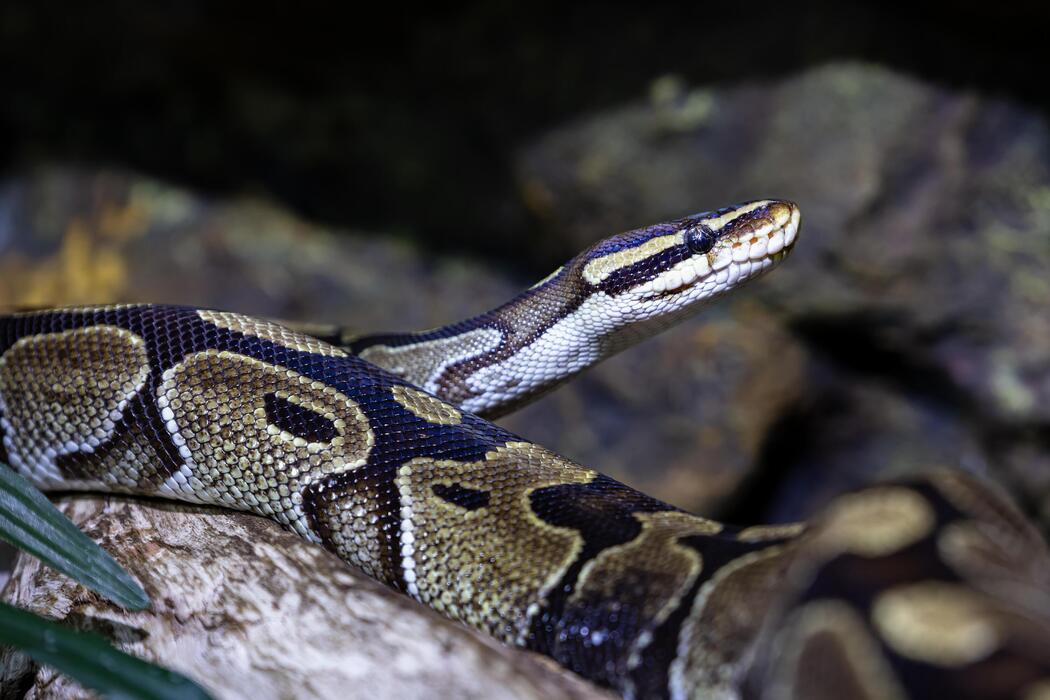 Python Snake Stock Photos, Images and Backgrounds for Free Download