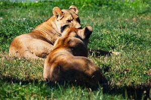 león. mamífero y mamíferos. mundo terrestre y fauna. fauna y zoología. foto