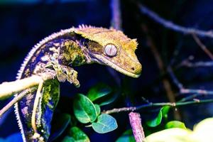 Uroplatus gecko. Reptile and reptiles. Amphibian and Amphibians. Tropical fauna. Wildlife and zoology. photo