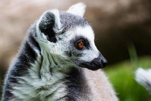 Ring-tailed lemur monkey. Mammal and mammals. Land world and fauna. Wildlife and zoology. photo