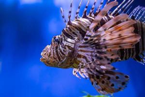 Fish in the water. Aquatic creature. Water world. Sea, ocean, lake and river fauna. Zoo and zoology. photo