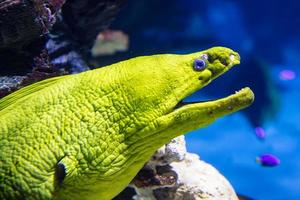 Mediterranean moray in the water. Aquatic creature. Water world. Sea, ocean, lake and river fauna. Zoo and zoology. photo