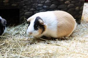 Guinea pig. Mammal and mammals. Land world and fauna. Wildlife and zoology. photo
