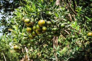 Primer plano de satsumas bang mot mandarina madurando en el árbol foto