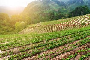 Landscape of Strawberry garden with sunrise at Doi Ang Khang , Chiang Mai, Thailand. photo