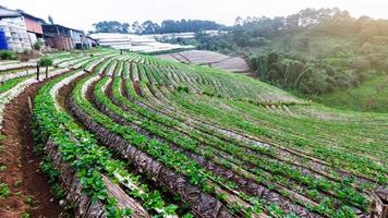 Landscape of Strawberry garden with sunrise at Doi Ang Khang , Chiang Mai, Thailand. photo