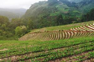 Landscape of Strawberry garden with sunrise at Doi Ang Khang , Chiang Mai, Thailand. photo