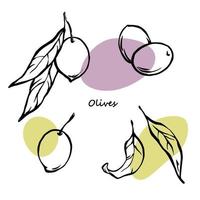 Outline vector illustration of olives with leaves. Hand drawn elements set with green and purple color spots.