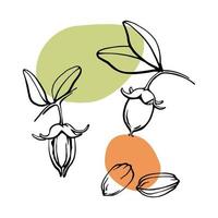 Jojoba nuts and seeds vector design elements set. Black and white outline botanical illustration with green and drown color spots.