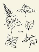 Hand drawn black and white botanical Illustration of pepermint. Doodle style vector set of drawing elements.