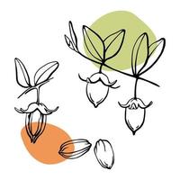 Jojoba seeds, nuts, leaves on branch doodle vector drawing. Outline botanical illustration with green and drown color spots. Hand drawn design elements for organic cosmetics and jojoba oil.