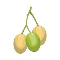 Vector Flat Design of Neem Fruits.