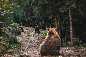 Family of brown bears in the forest.  Beautiful view of the forest photo