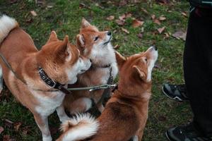 Japanese shiba inu breed dogs walk together in autumn foggy park. Two cute red dogs of Shiba inu breed and golden autumn leaves around photo