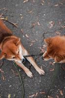 Perros shiba inu japoneses. mamá e hija shiba inu juegan divertidos con un palo. los perros tiran del palo en diferentes direcciones