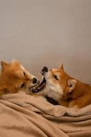 Japanese Shiba Inu dogs. Mom and daughter shiba inu play funny photo