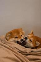 Japanese Shiba Inu dogs. Mom and daughter shiba inu play funny photo