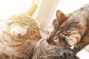 Two cats are resting on windowsill under rays of sun. photo