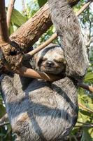 Sloth hanging from a tree in the Amazon Rainforest in Amazonia, Brazil photo