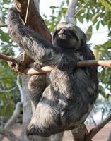Sloth hanging from a tree in the Amazon Rainforest in Amazonia, Brazil photo