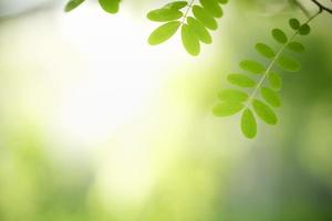 primer plano de la hermosa vista de la naturaleza hoja verde sobre fondo verde borroso en el jardín con espacio de copia utilizando como concepto de página de portada de fondo. foto