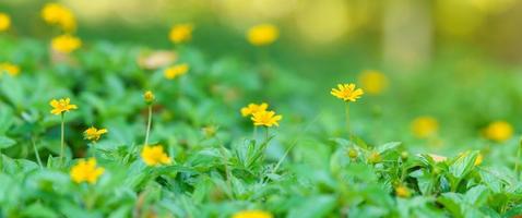 Closeup of yellow flower under sunlight with green leaf nature using as background natural plants landscape, ecology wallpaper cover page concept. photo